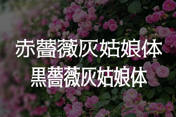 薔薇灰姑娘体